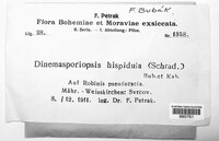 Pseudolachnea hispidula image